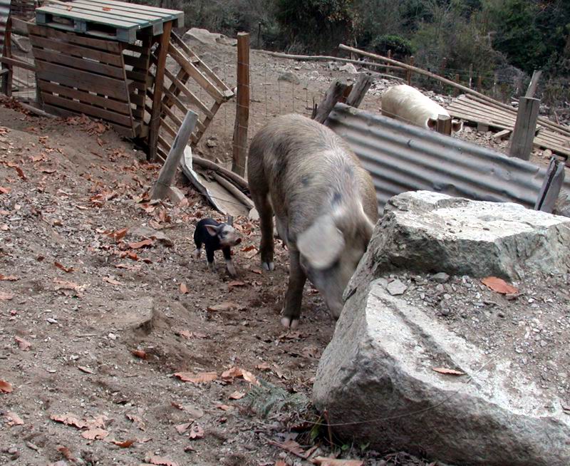 Suini corsi....e altri animali